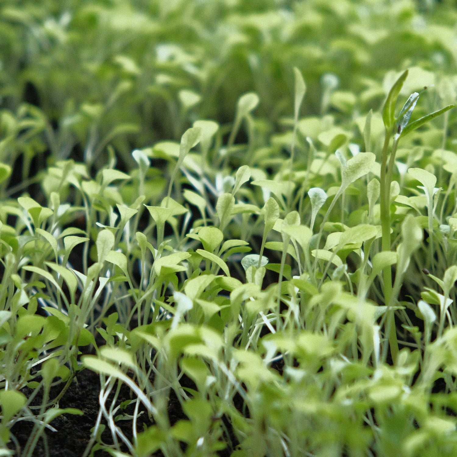 Broto verde nascendo na terra escura