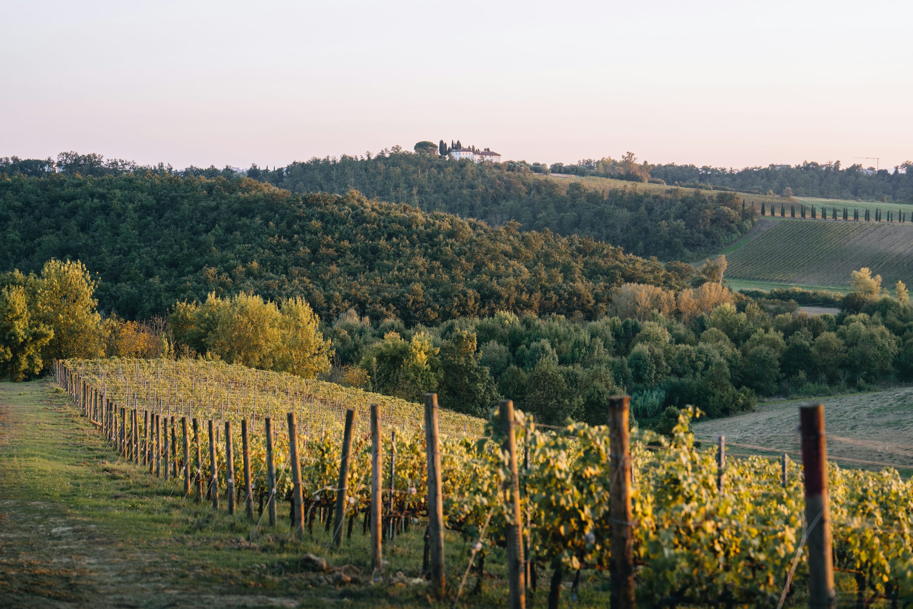 Villa Montevino Vineyard