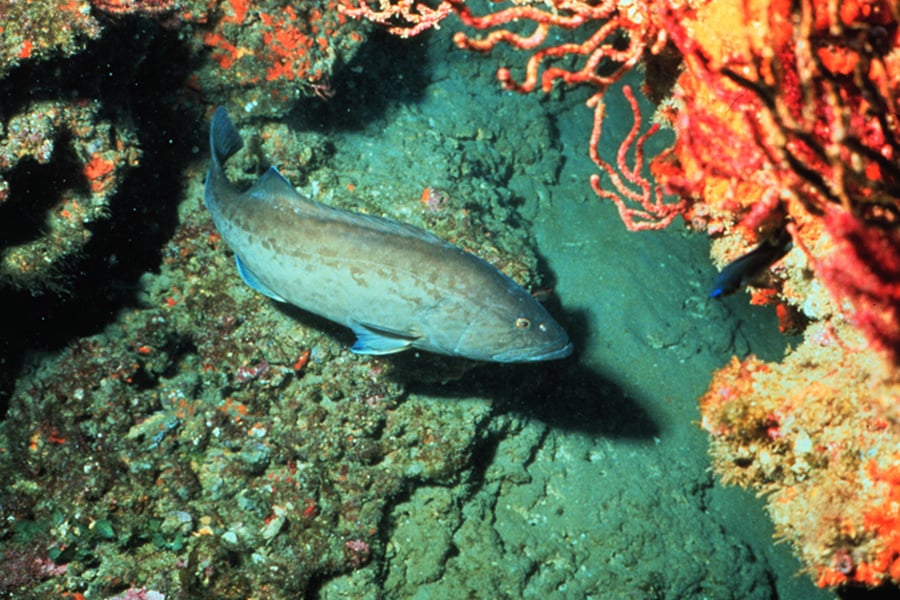 Gag Grouper photo
