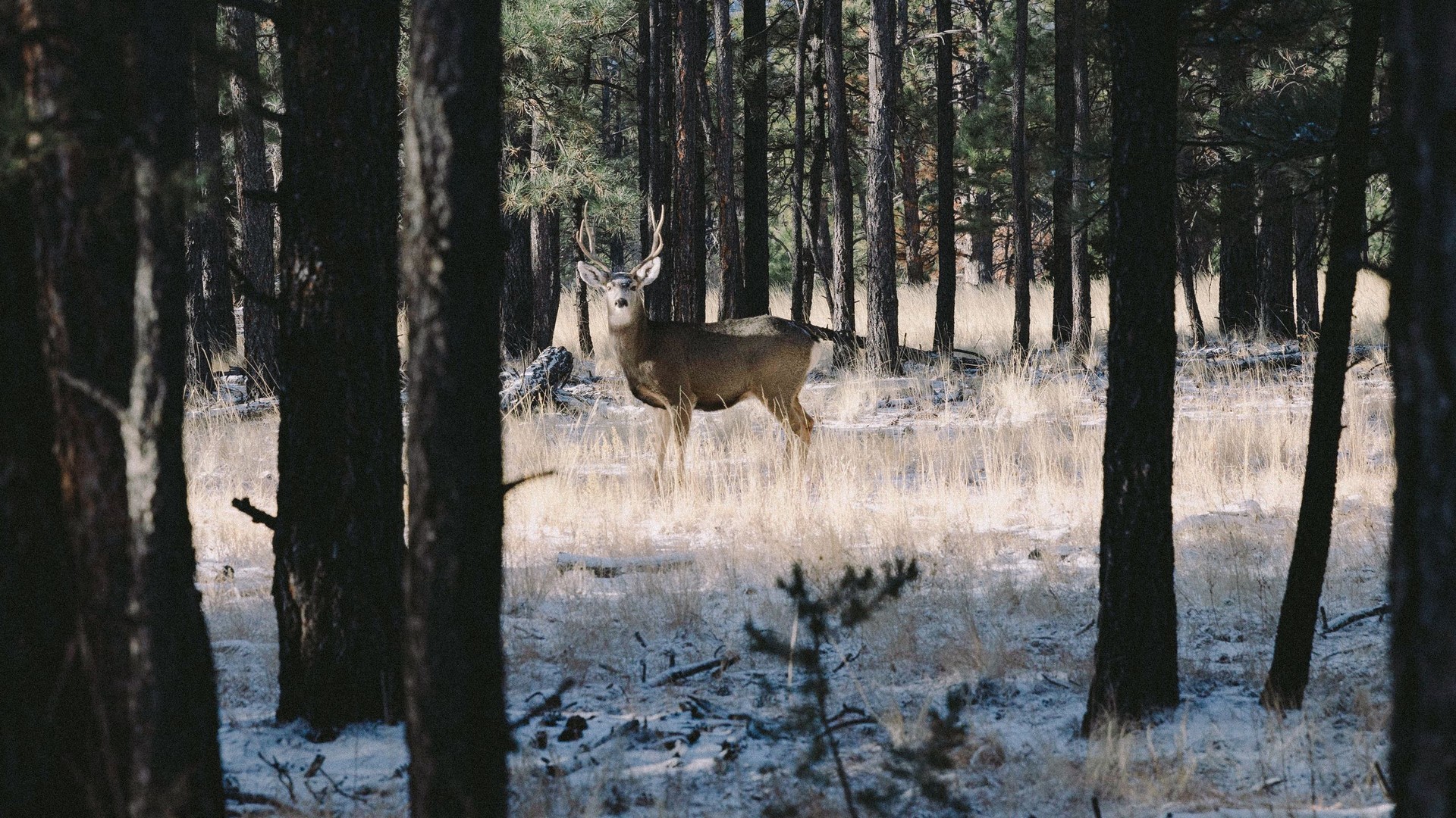 Experienced hunter in the field at dawn with gear