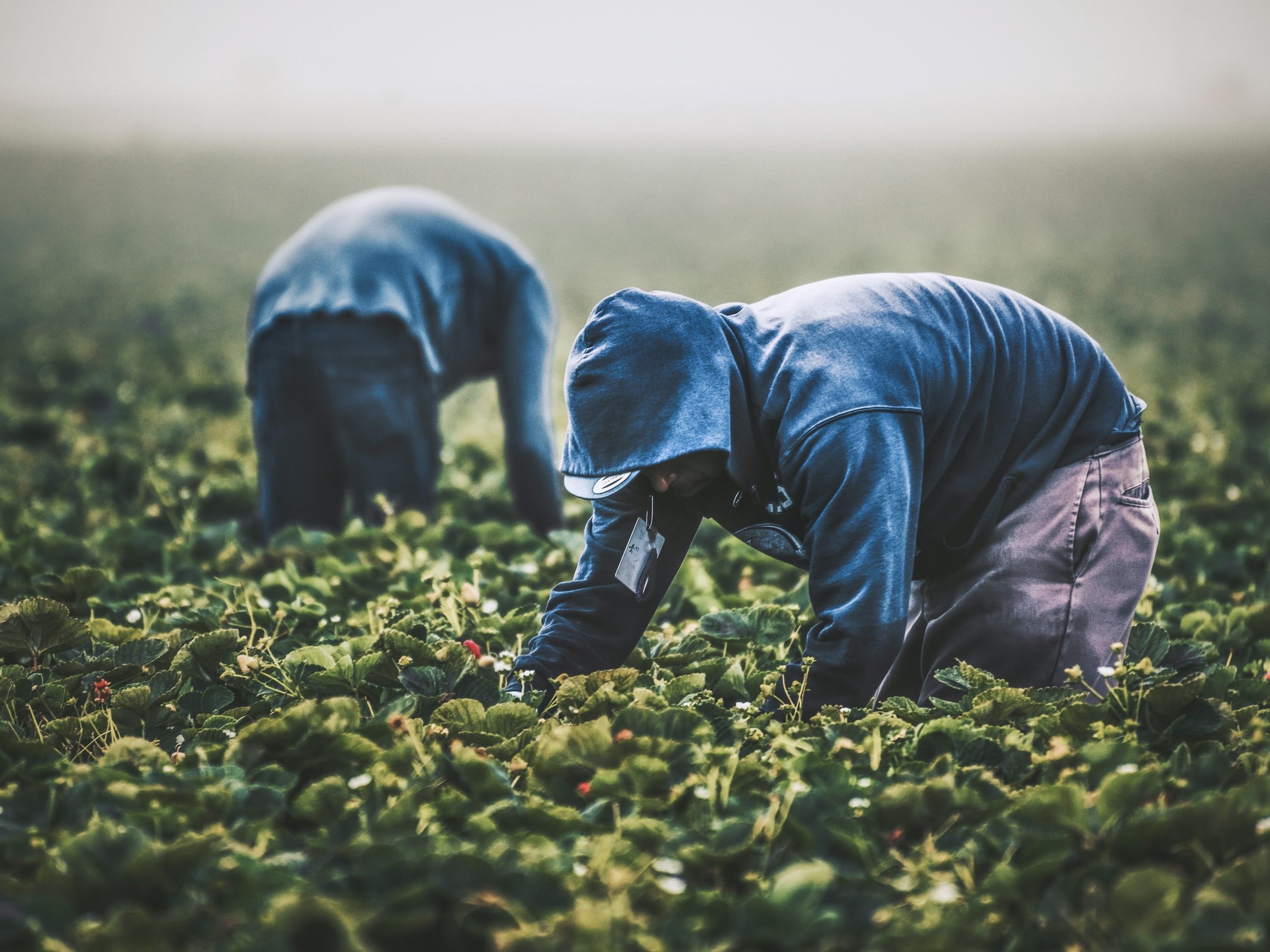 Applicator who may have been exposed to paraquat and other herbicides