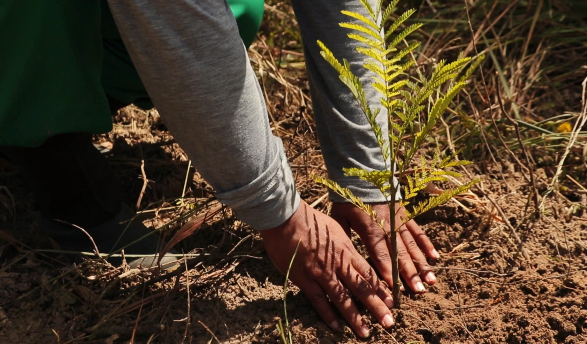 Regeneración y Remediación