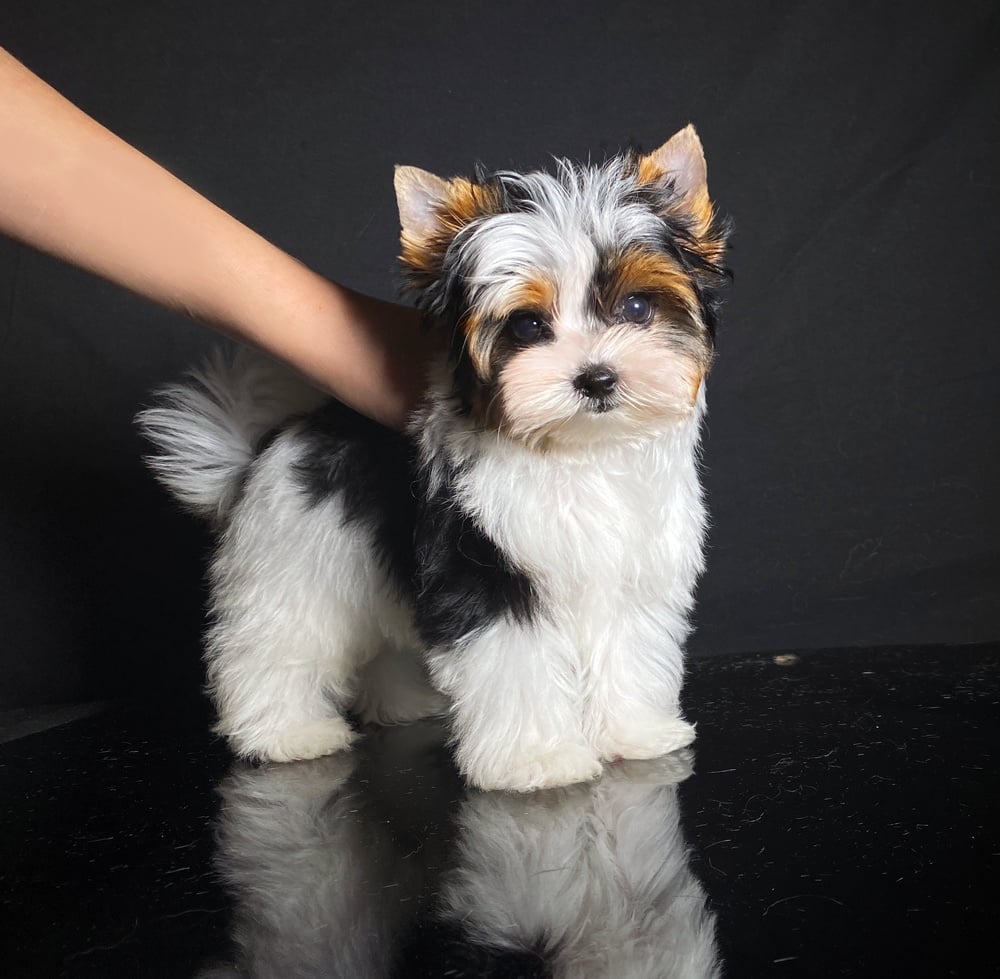 Mochi - Biewer Terrier puppy