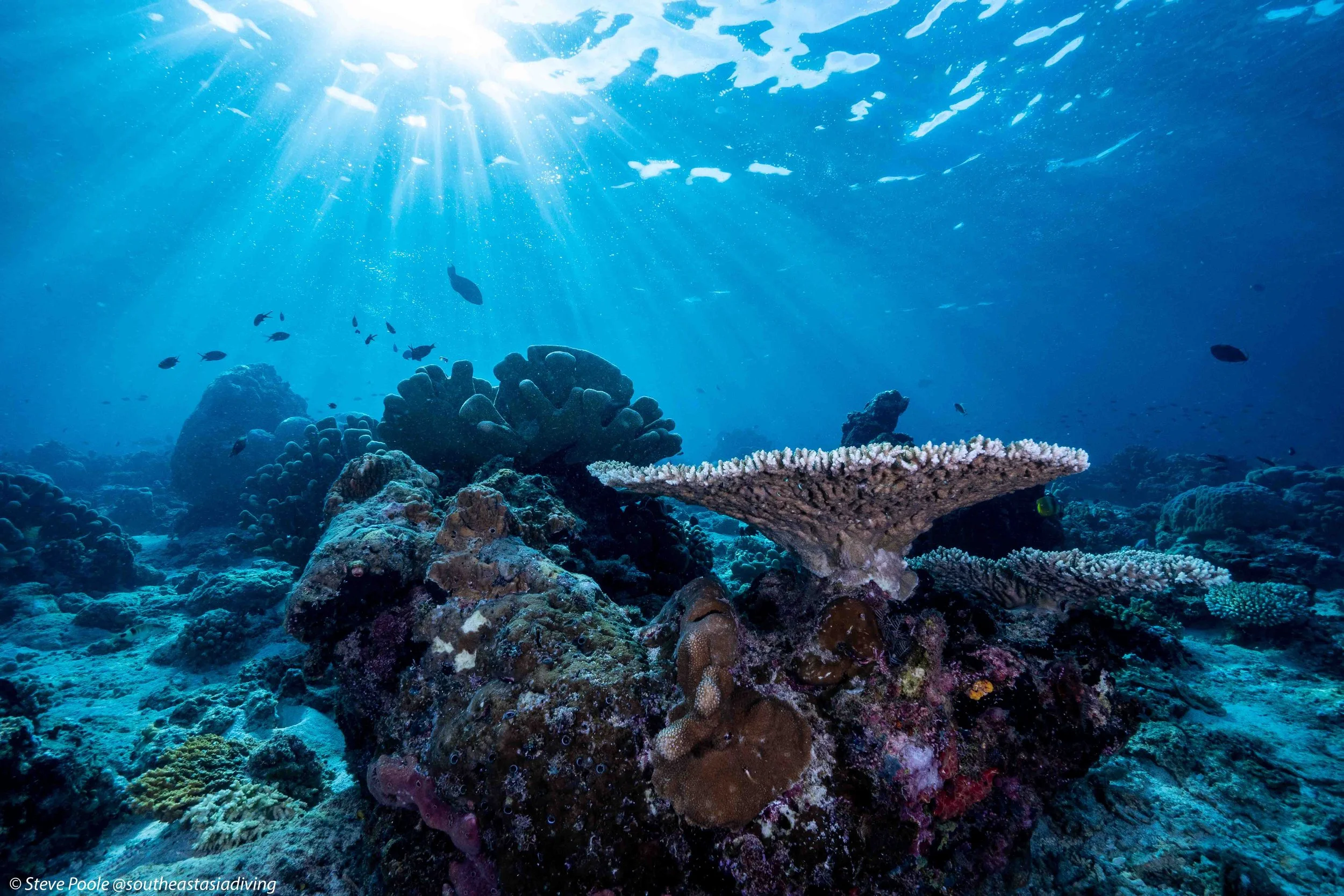 Menyelam di Semporna