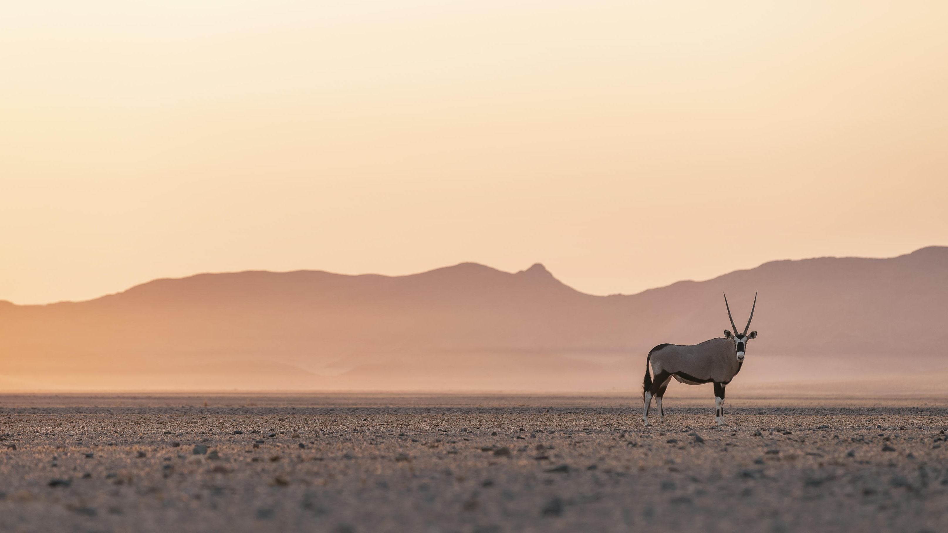 Namibia Safari 2025–2026: Deserts, Dunes & Desert-Adapted Wildlife