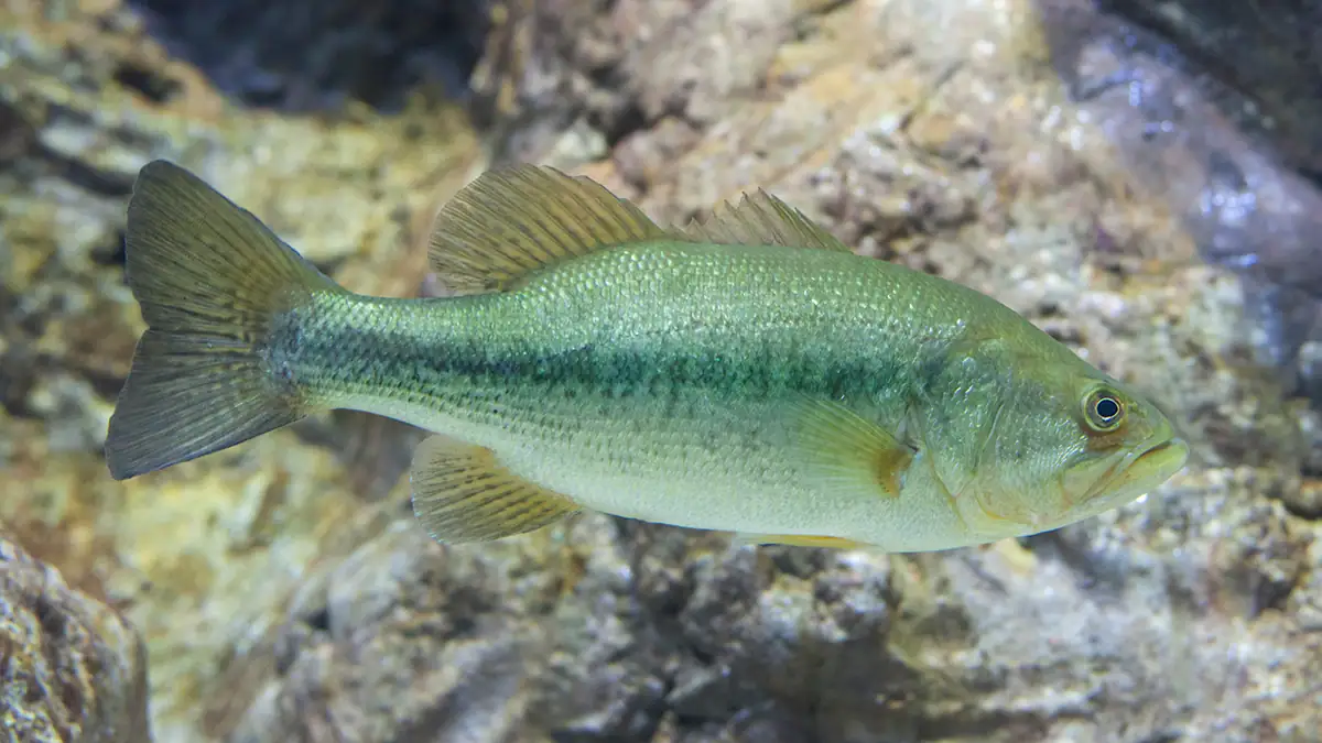 Largemouth Bass photo