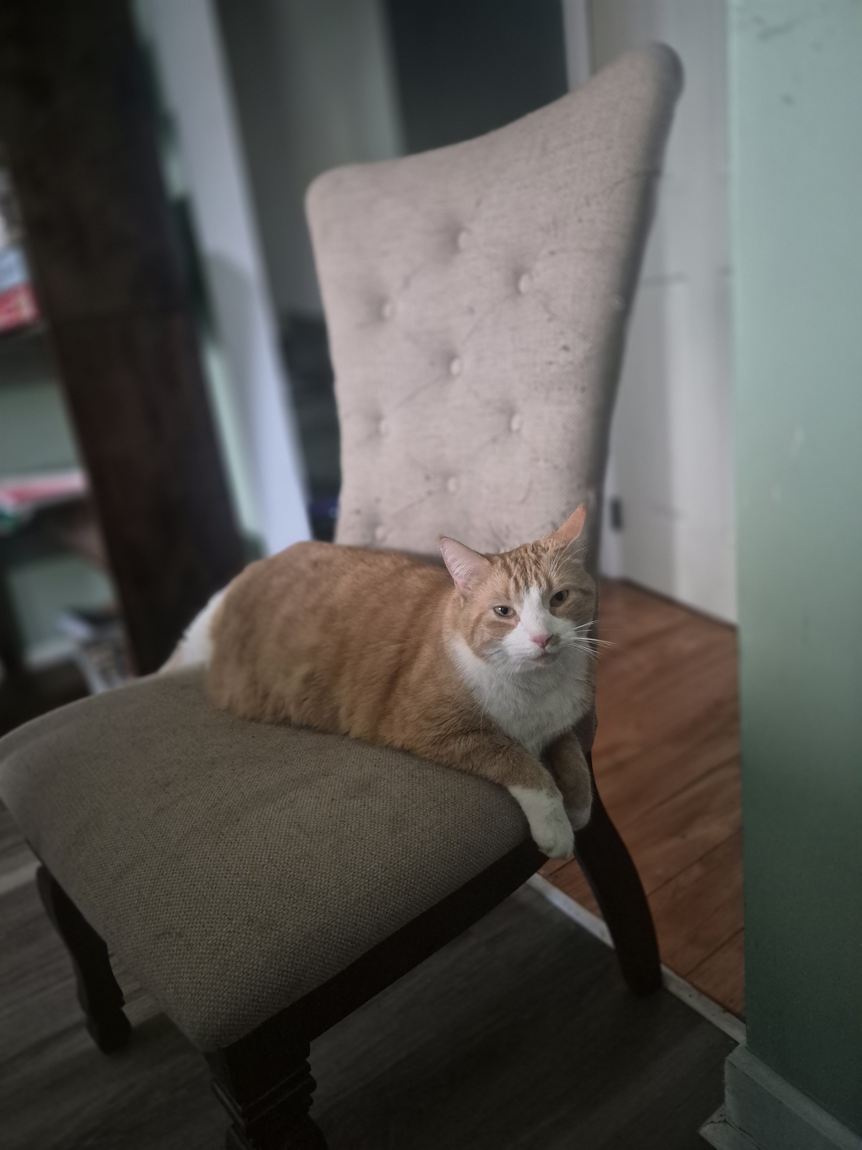 Milo the cat lounging on a chair with a soft bokeh background