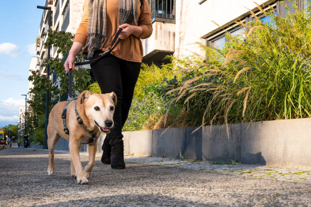 Elderly golden retriever walking slowly on autumn sidewalk with gentle handler