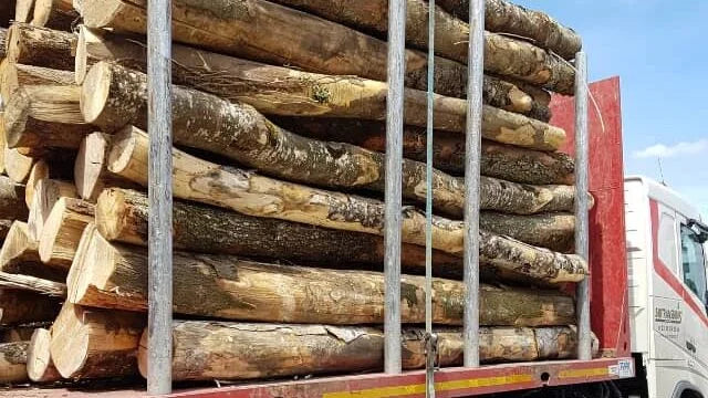 Lenha de Faia Pronta a Usar – Meio Camião 20 m³