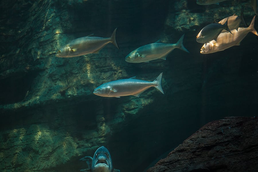 Bluefish photo