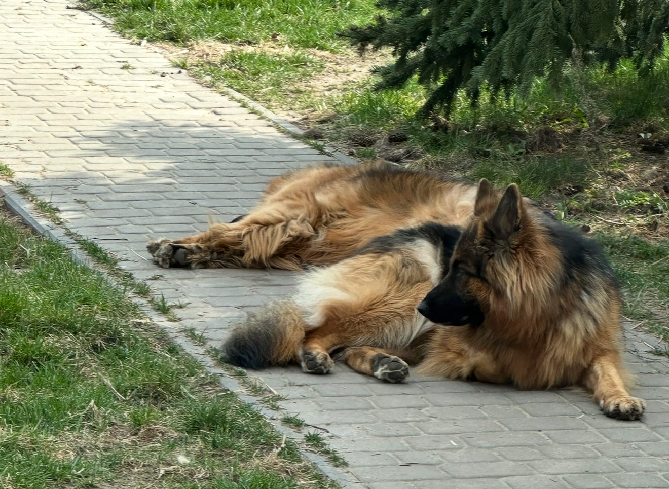 Ada - Szefowa Bezpieczeństwa