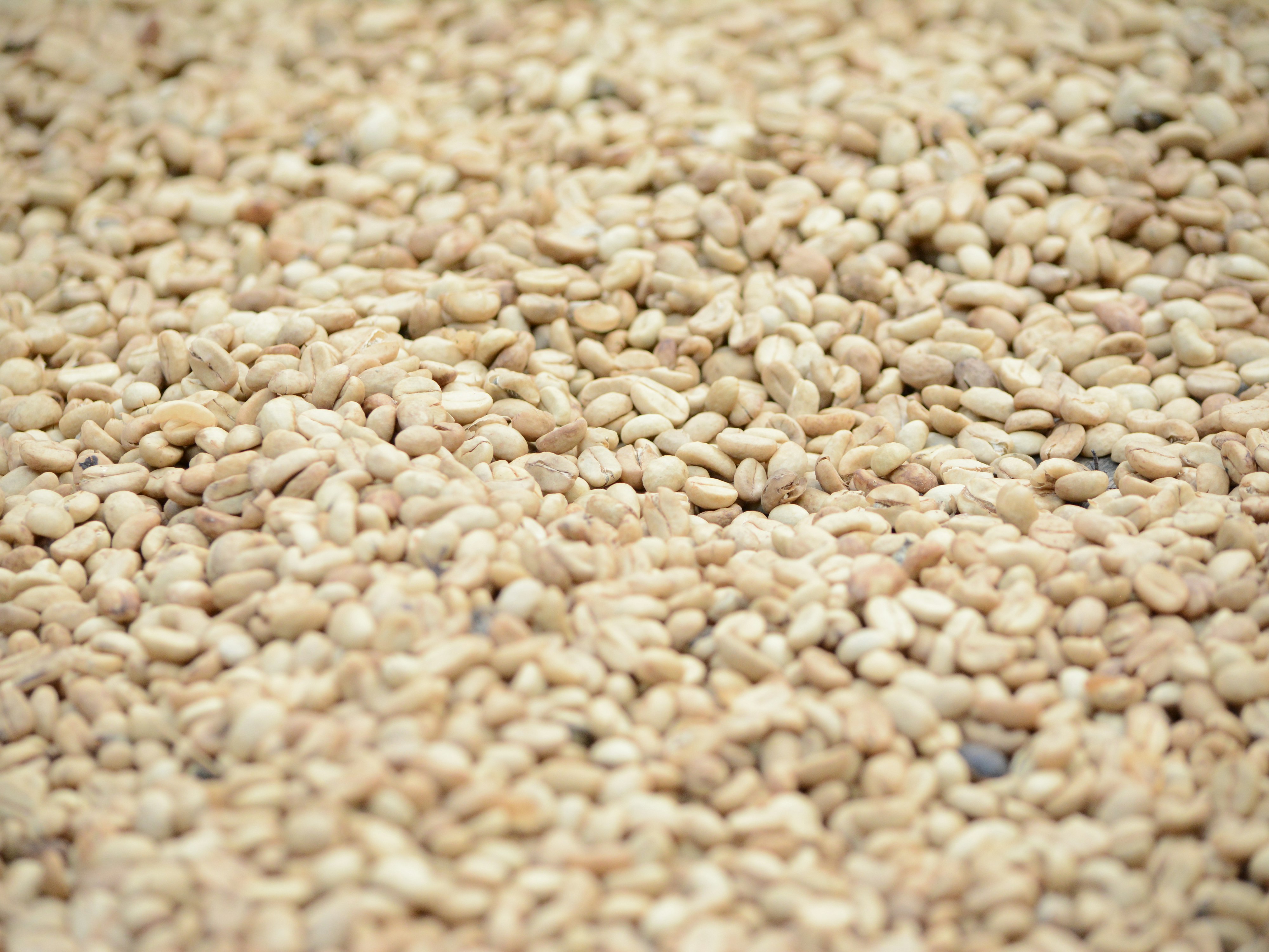 White sesame seeds sourced from Sudan