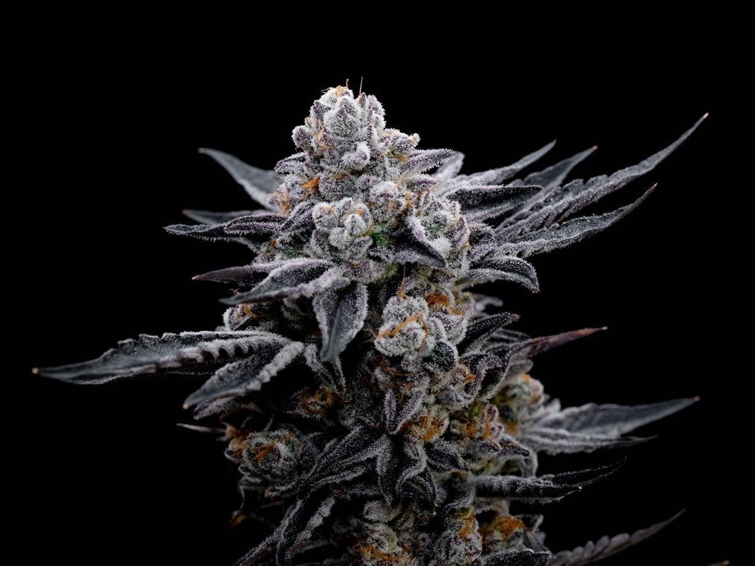 Kente Kush