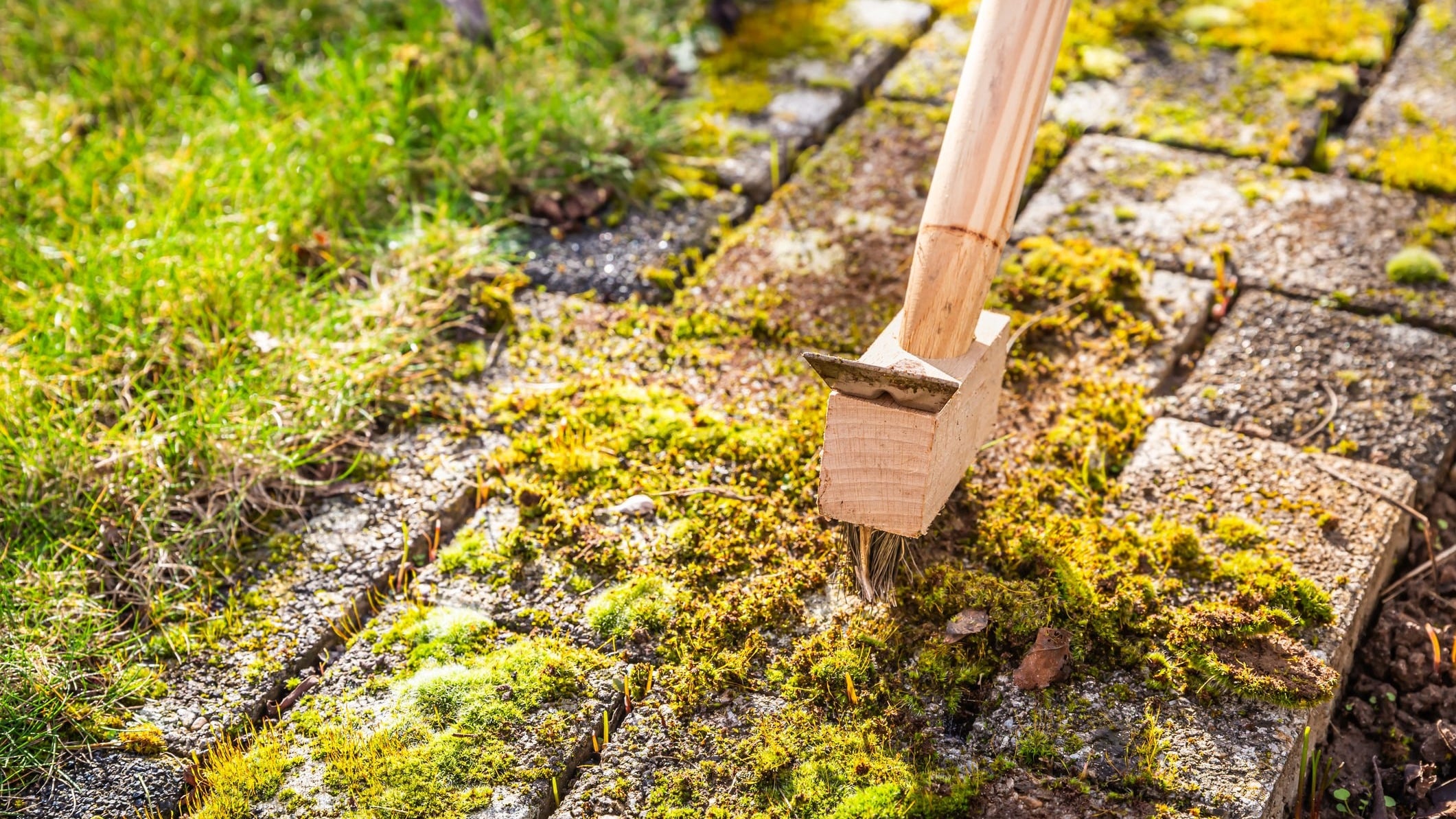 Moss Removal
