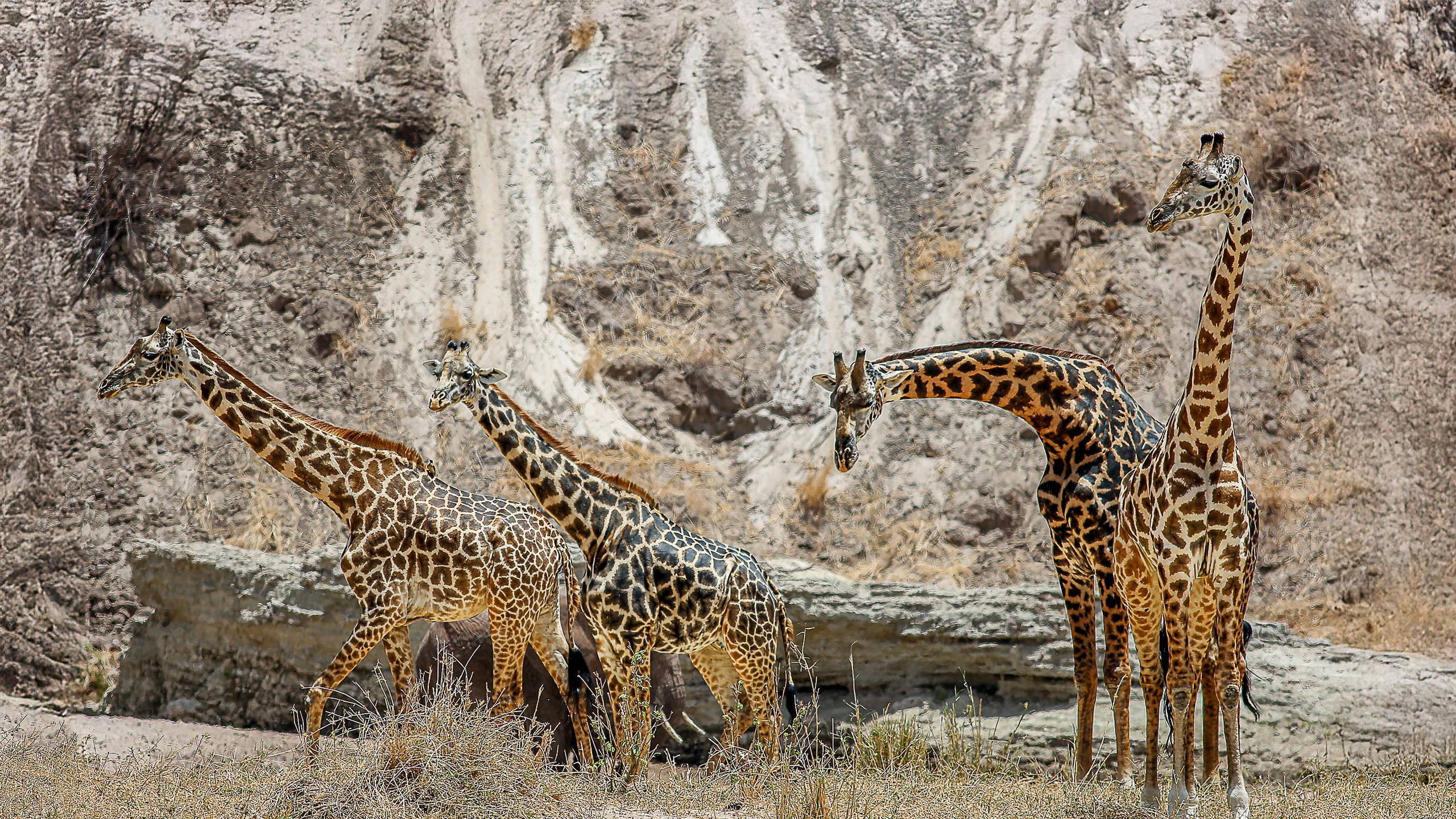 Walking Safari Guide: The Most Authentic Way to Experience Africa