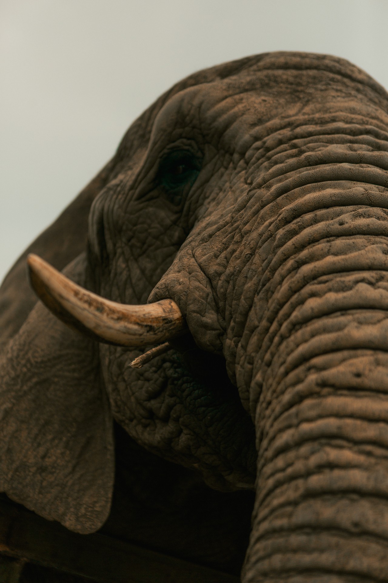 African Elephant safari guide