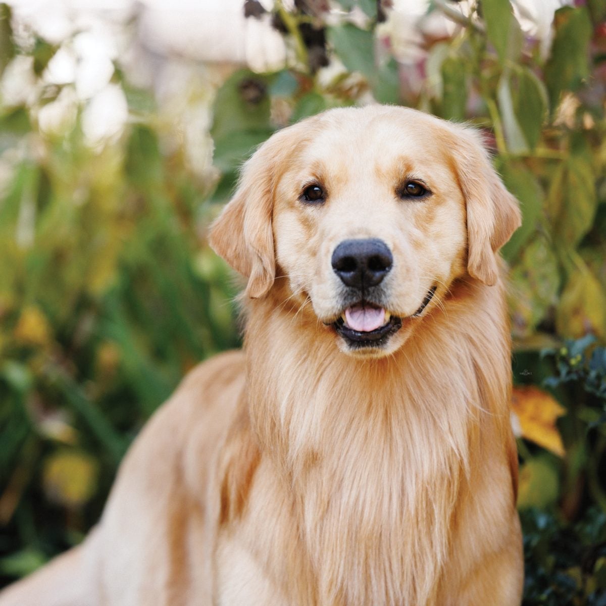Milo, a golden Labrador Retriever