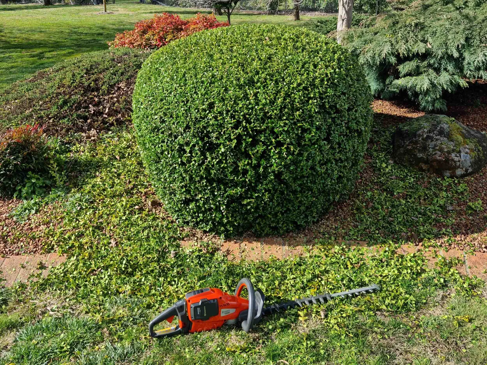 Topiary & Hedging service by Working Earth in Sydney