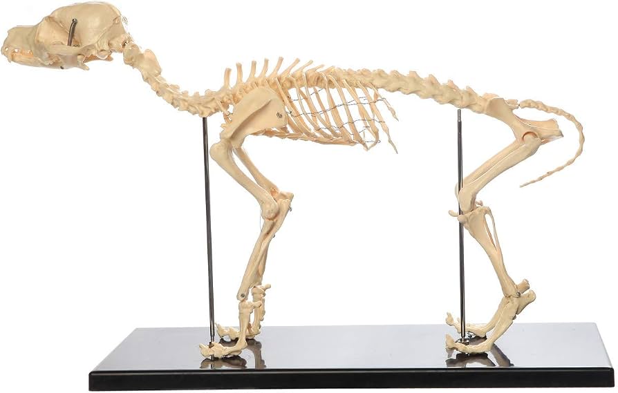 Veterinary Medicine
