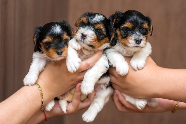Biscuit - Biewer Terrier puppy