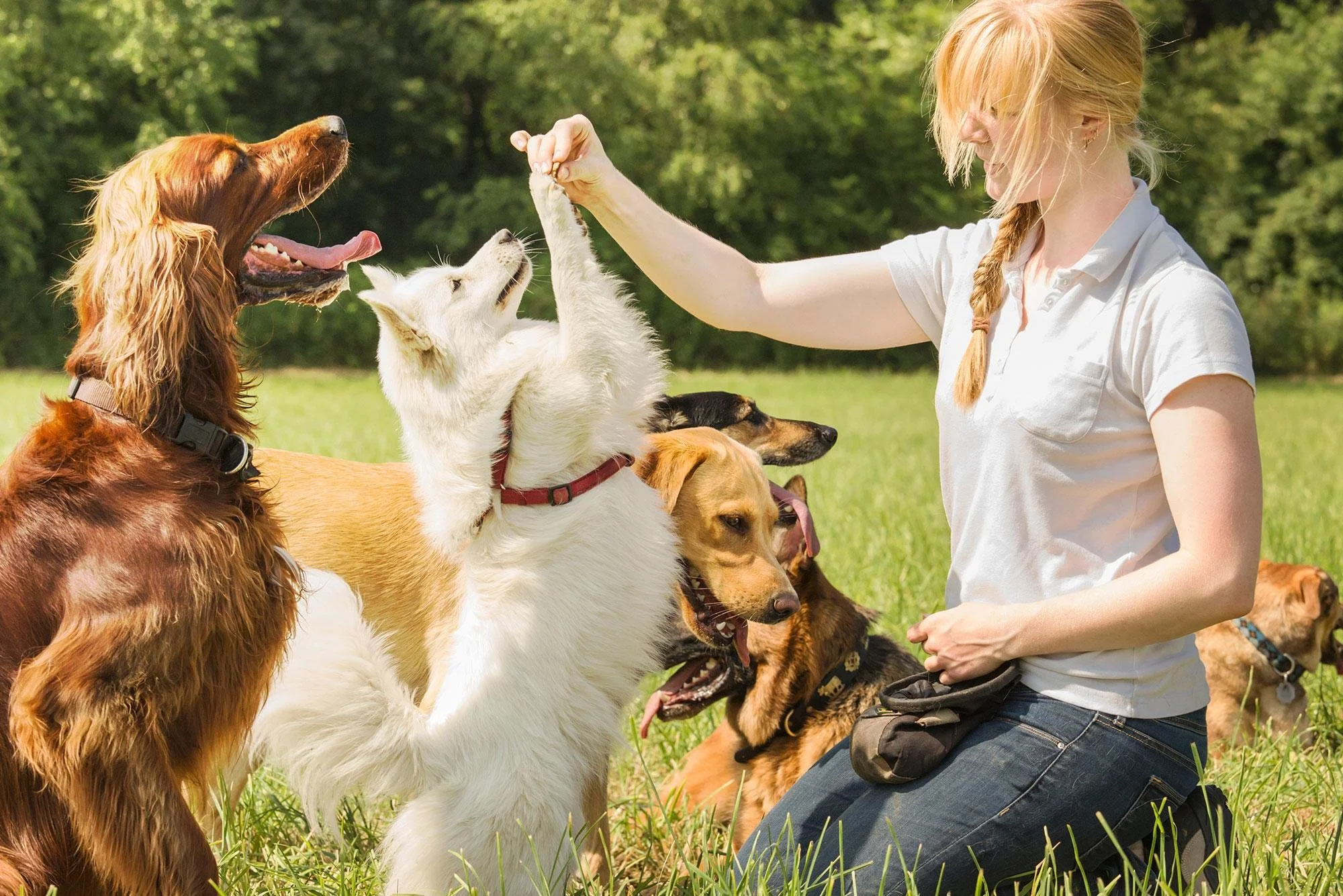 Professional dog training