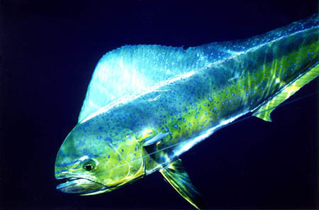 Mahi-Mahi (Dolphin Fish) photo