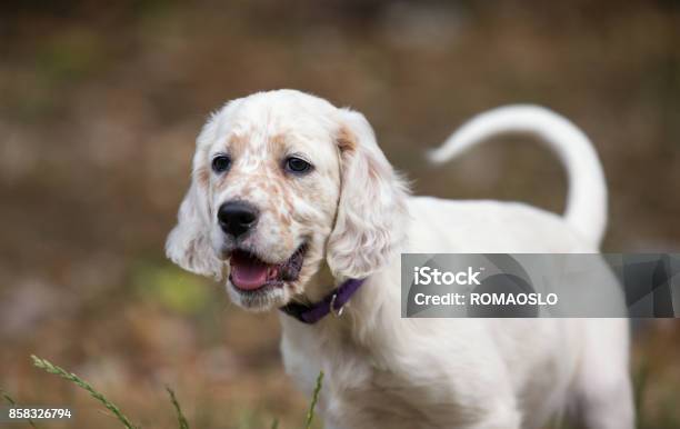 Daisy - English Setter puppy