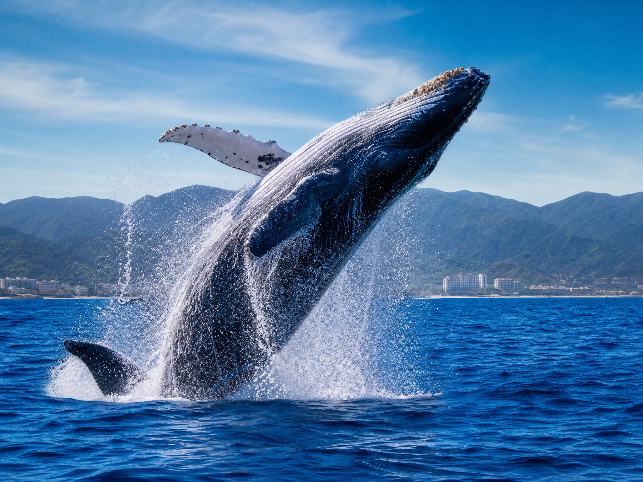 Avistamiento de Ballenas