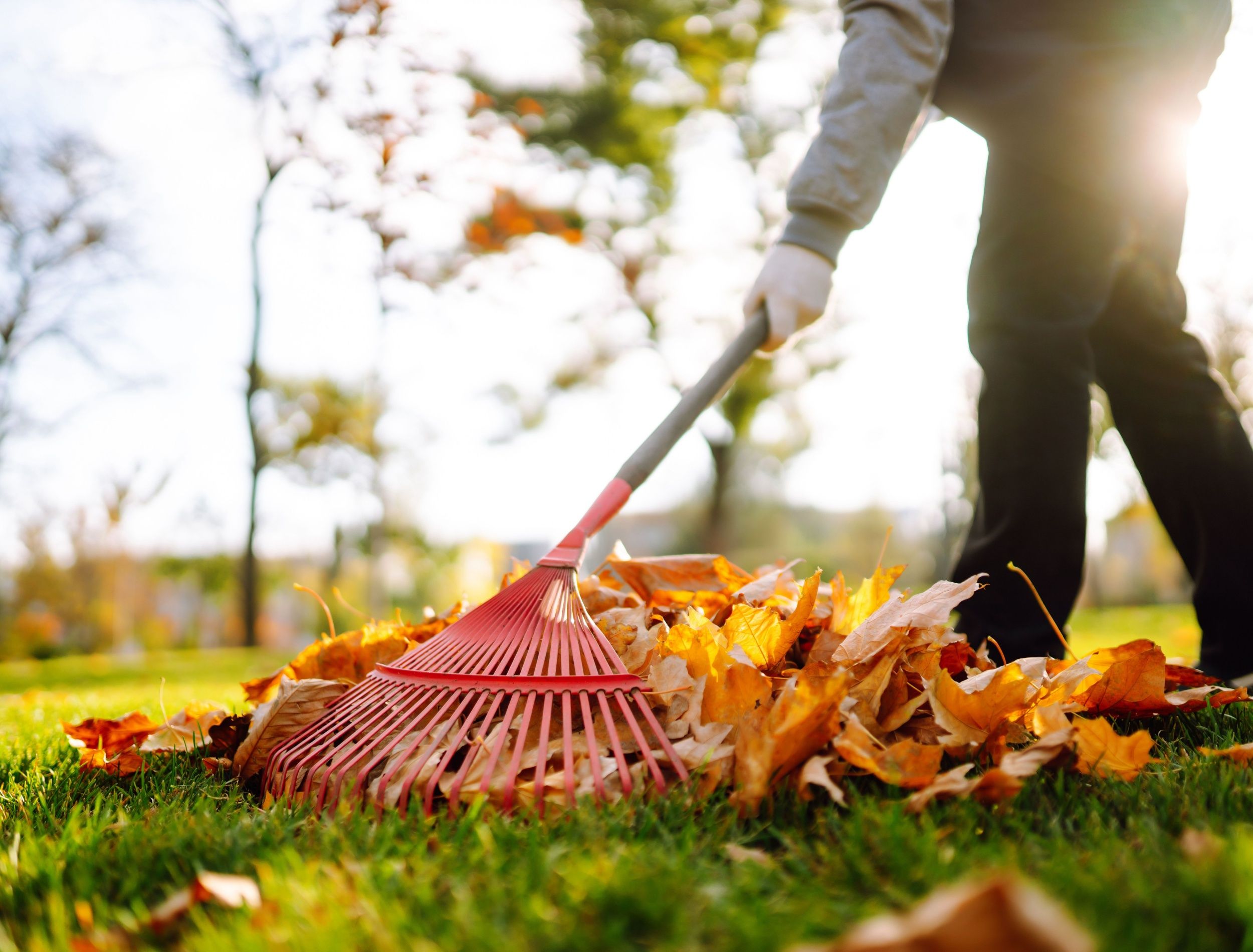 Leaf-free autumn yard
