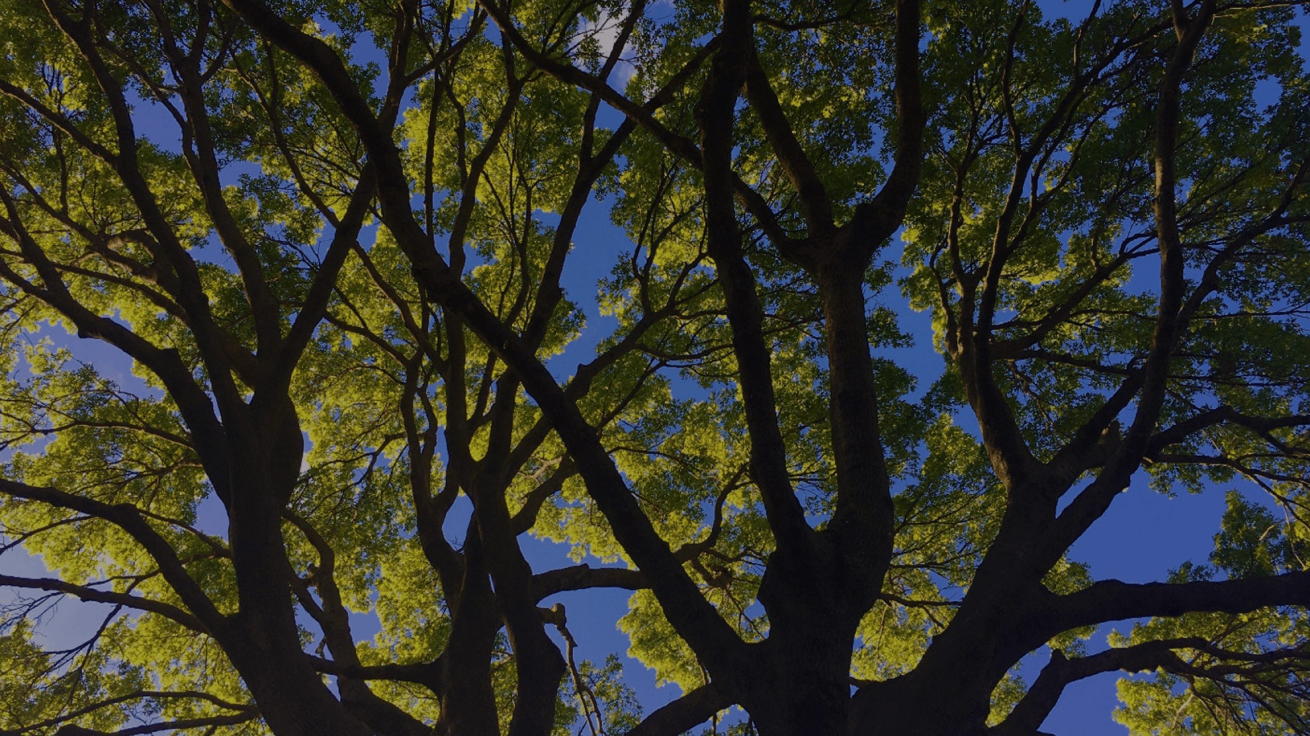 Professional tree and landscaping services