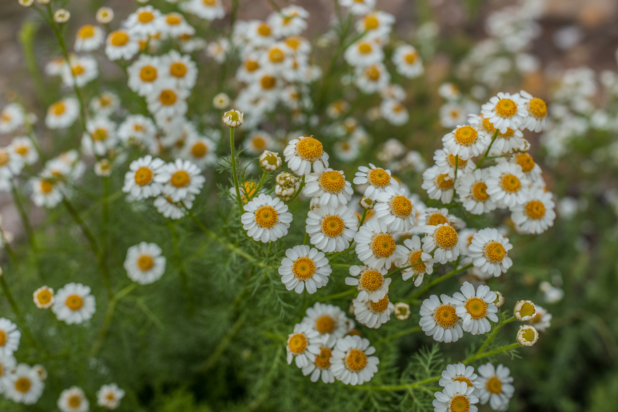 Feverfew