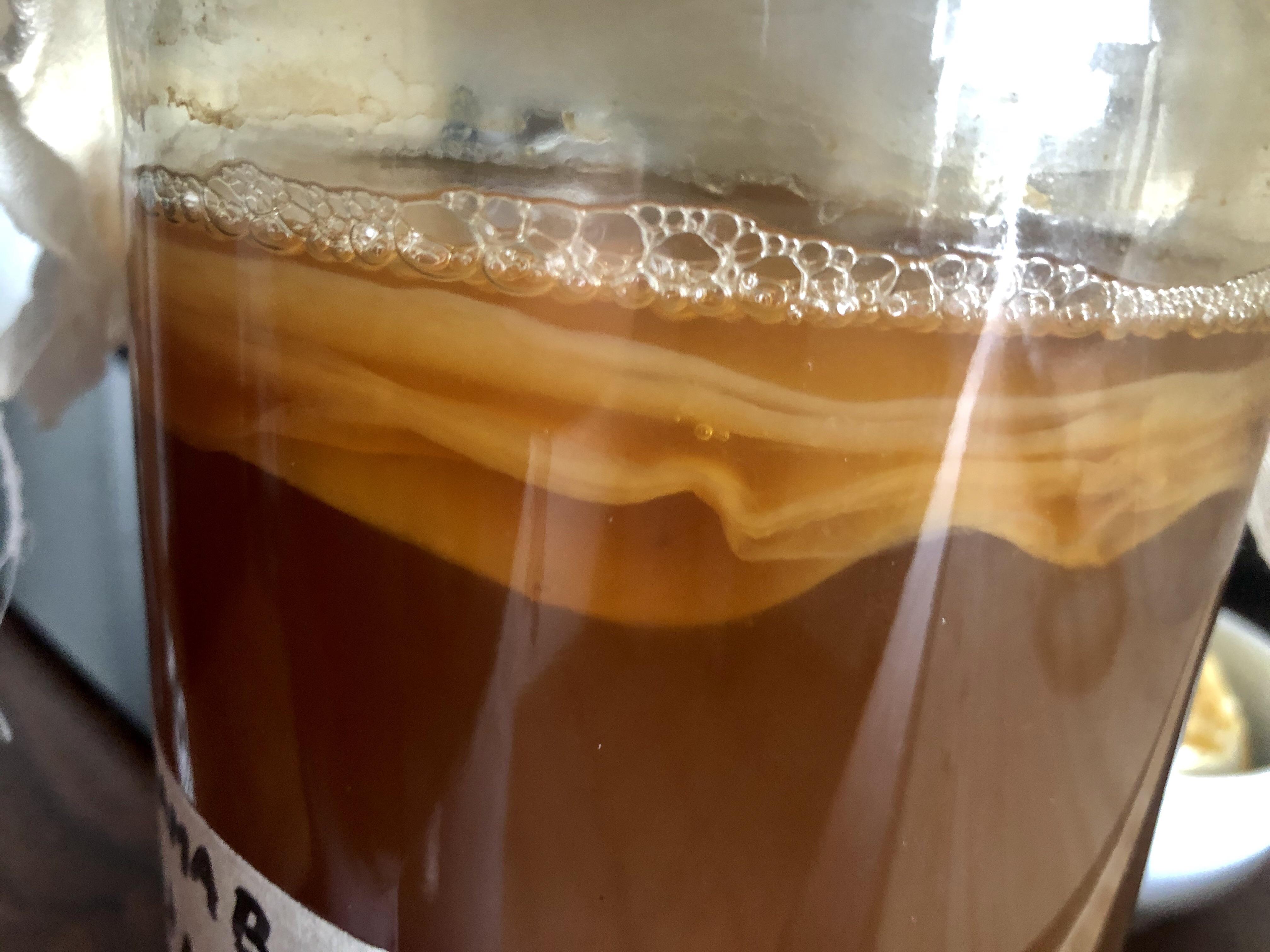 Close-up of a SCOBY (Symbiotic Culture of Bacteria and Yeast) used in kombucha brewing