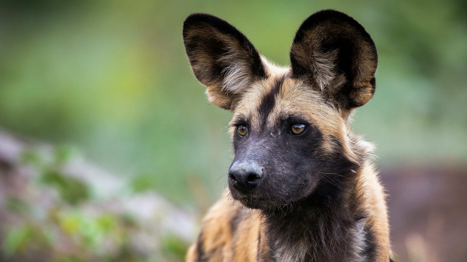 African Wild Dog