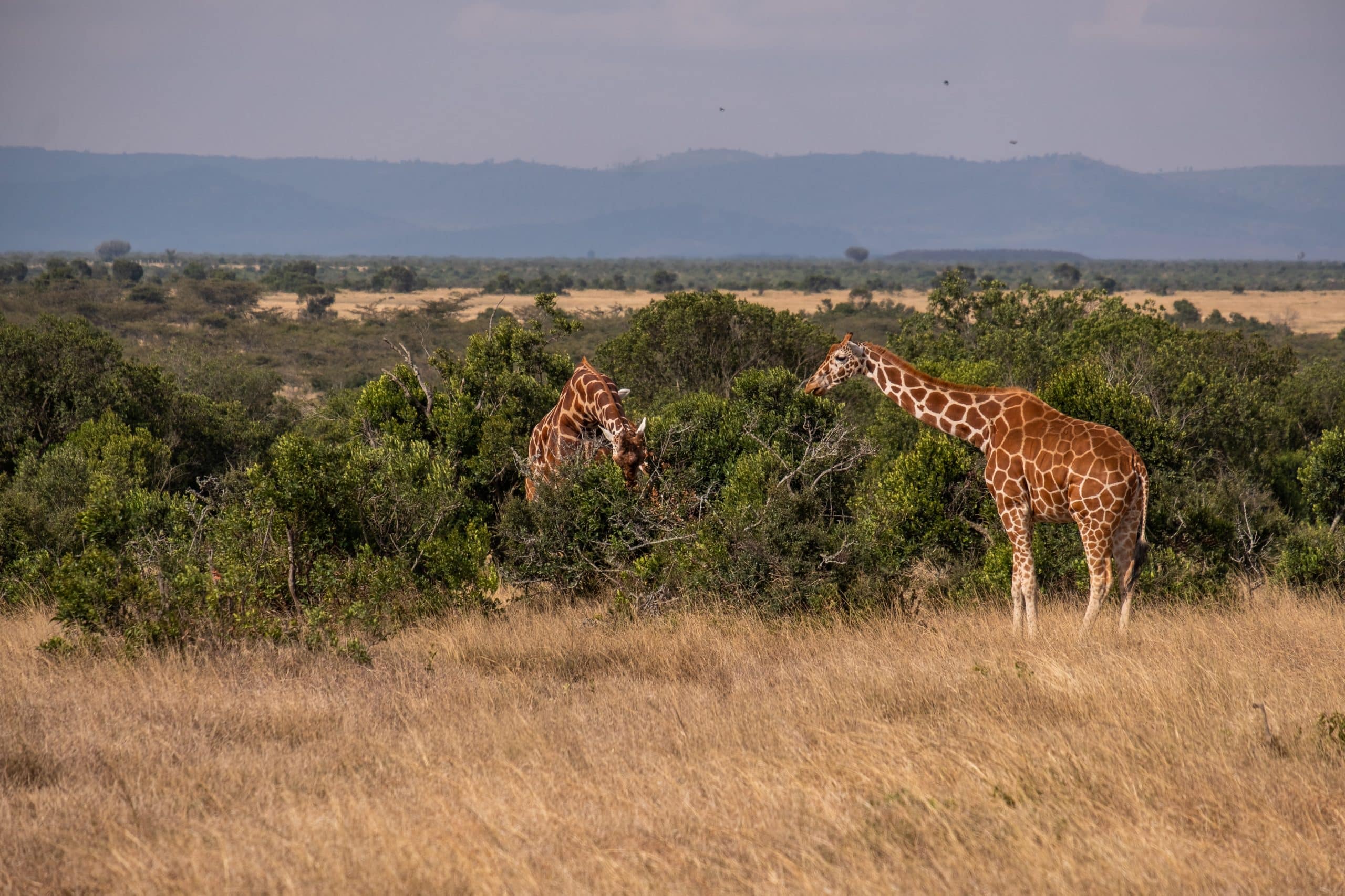 African Safari holiday destination