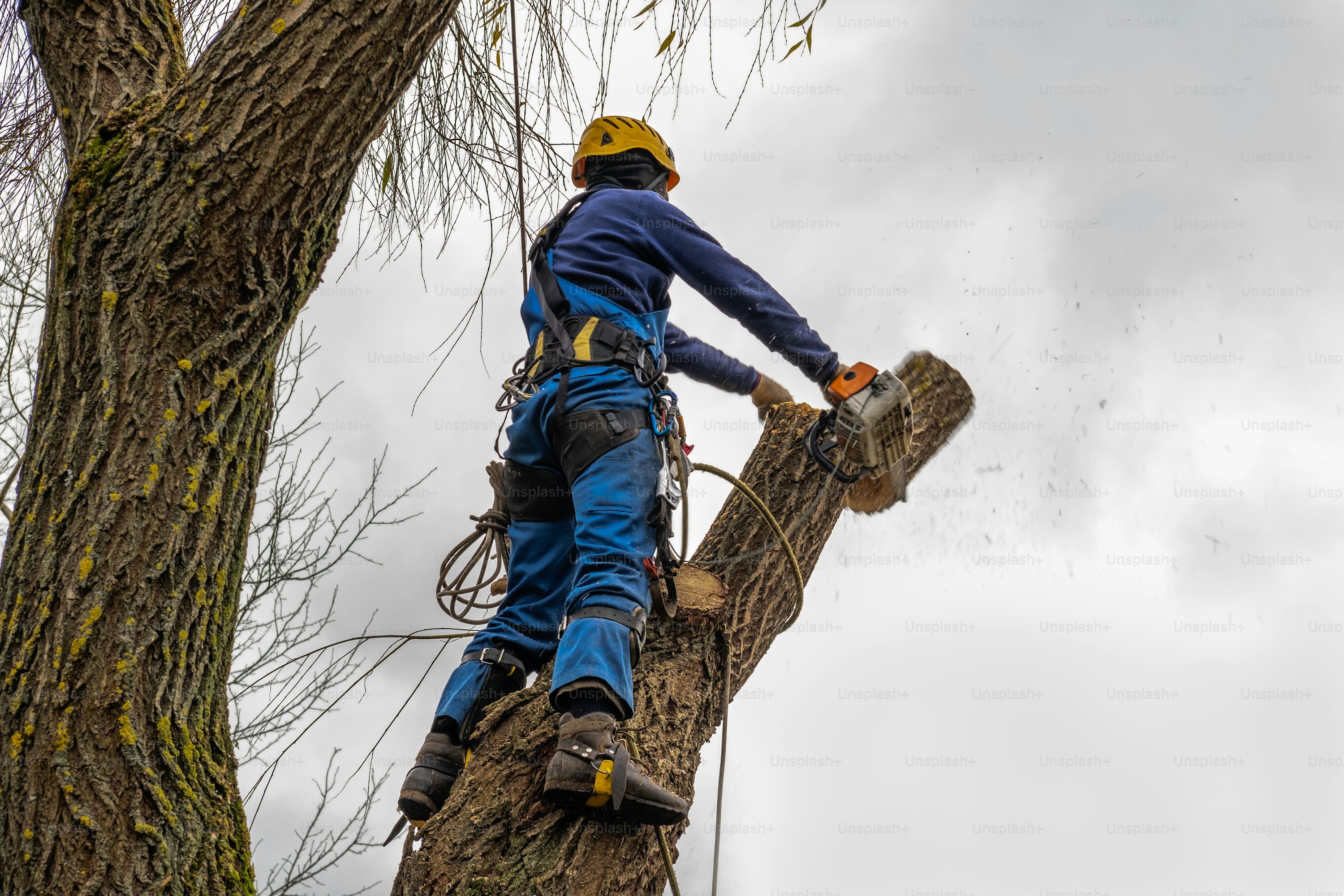 Tree surgeon safely using chainsaw with protective gear