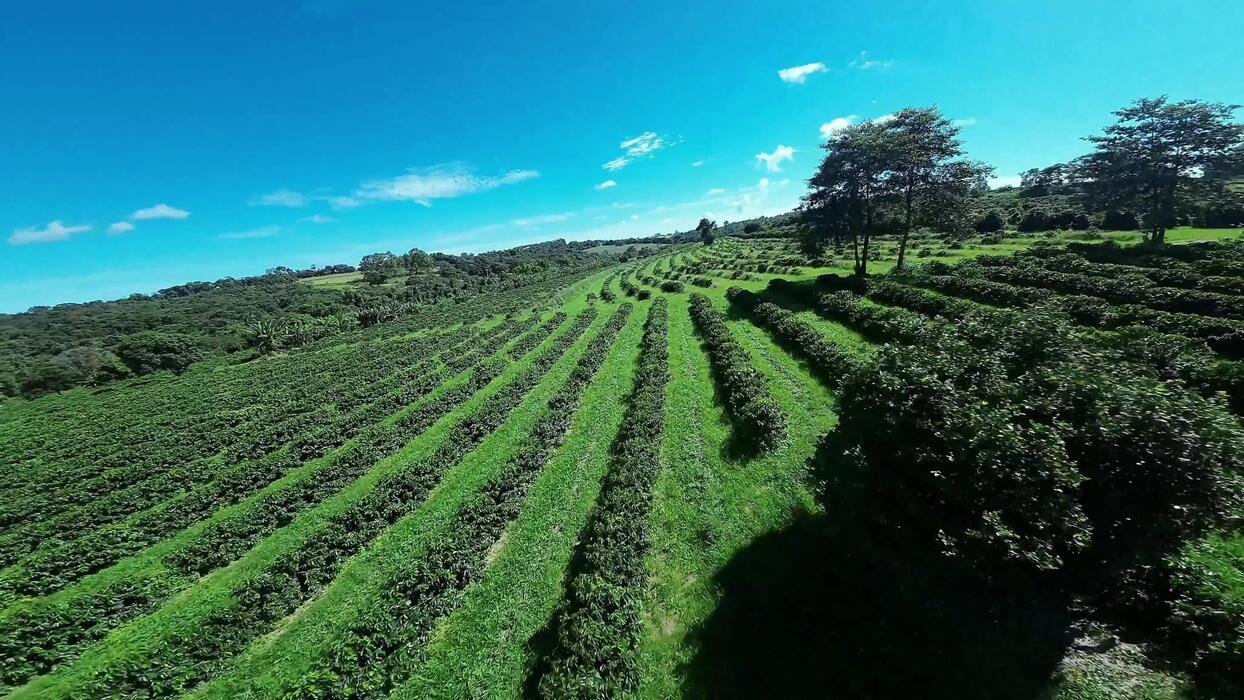 Indonesian agricultural landscape with lush green farms