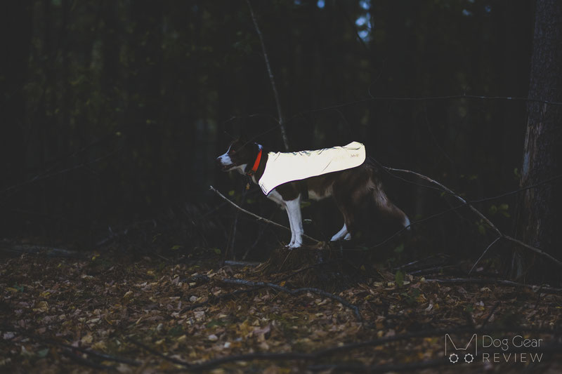 Dog wearing LED collar and reflective vest on dark winter evening