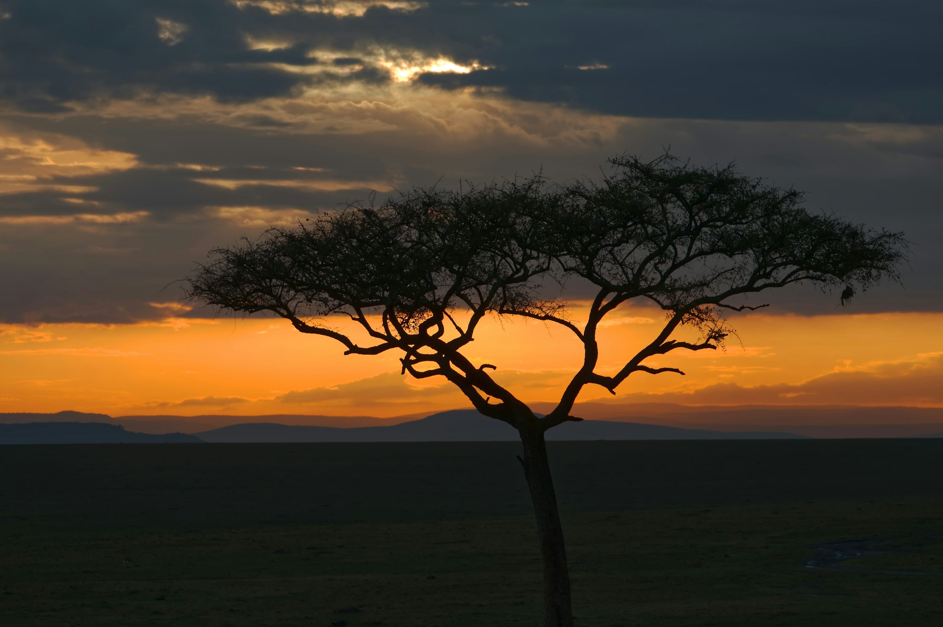 When to Go on Safari: Month-by-Month Guide for 2025–2026