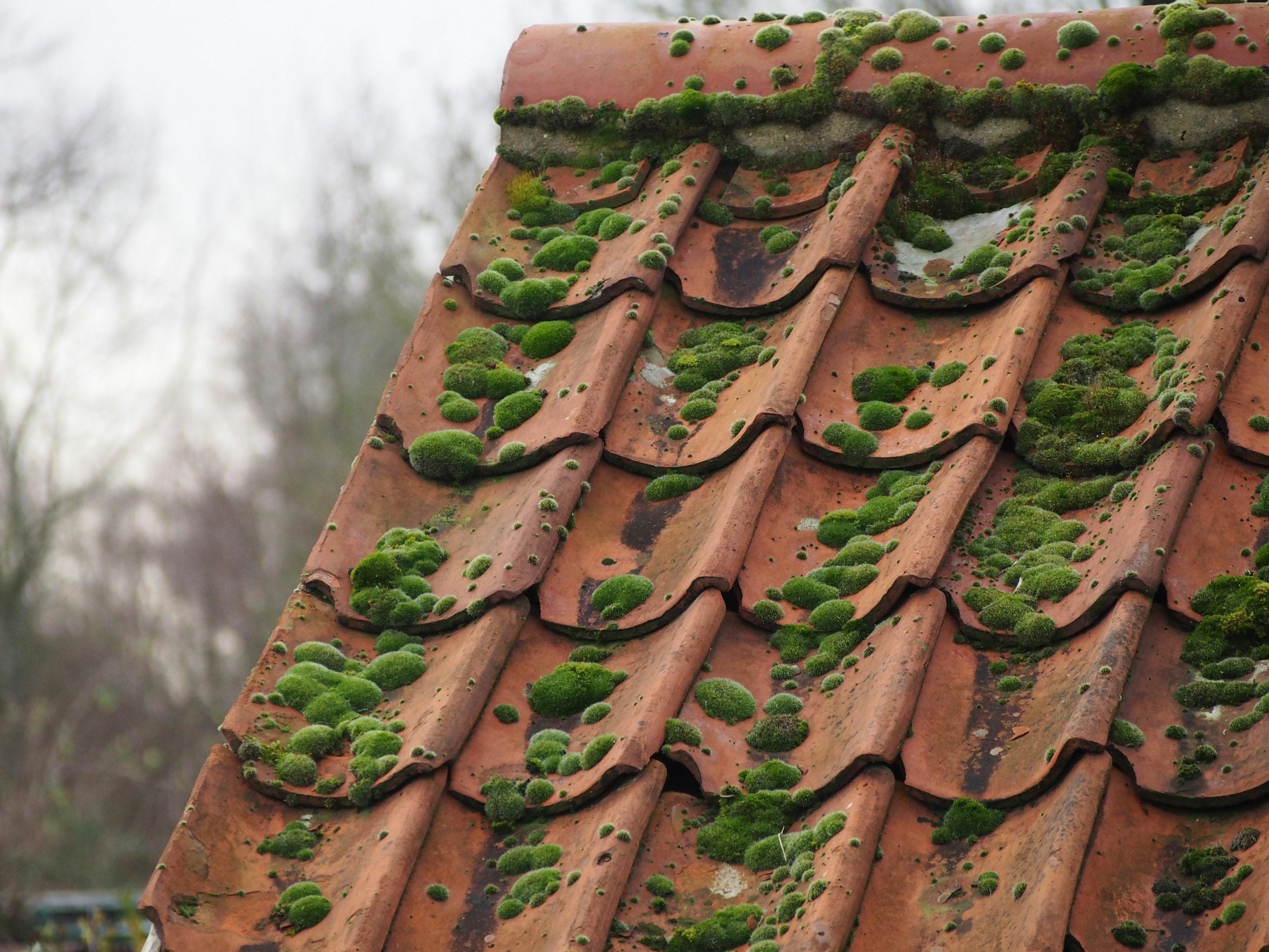 Red clay roof tiles with moss build-up