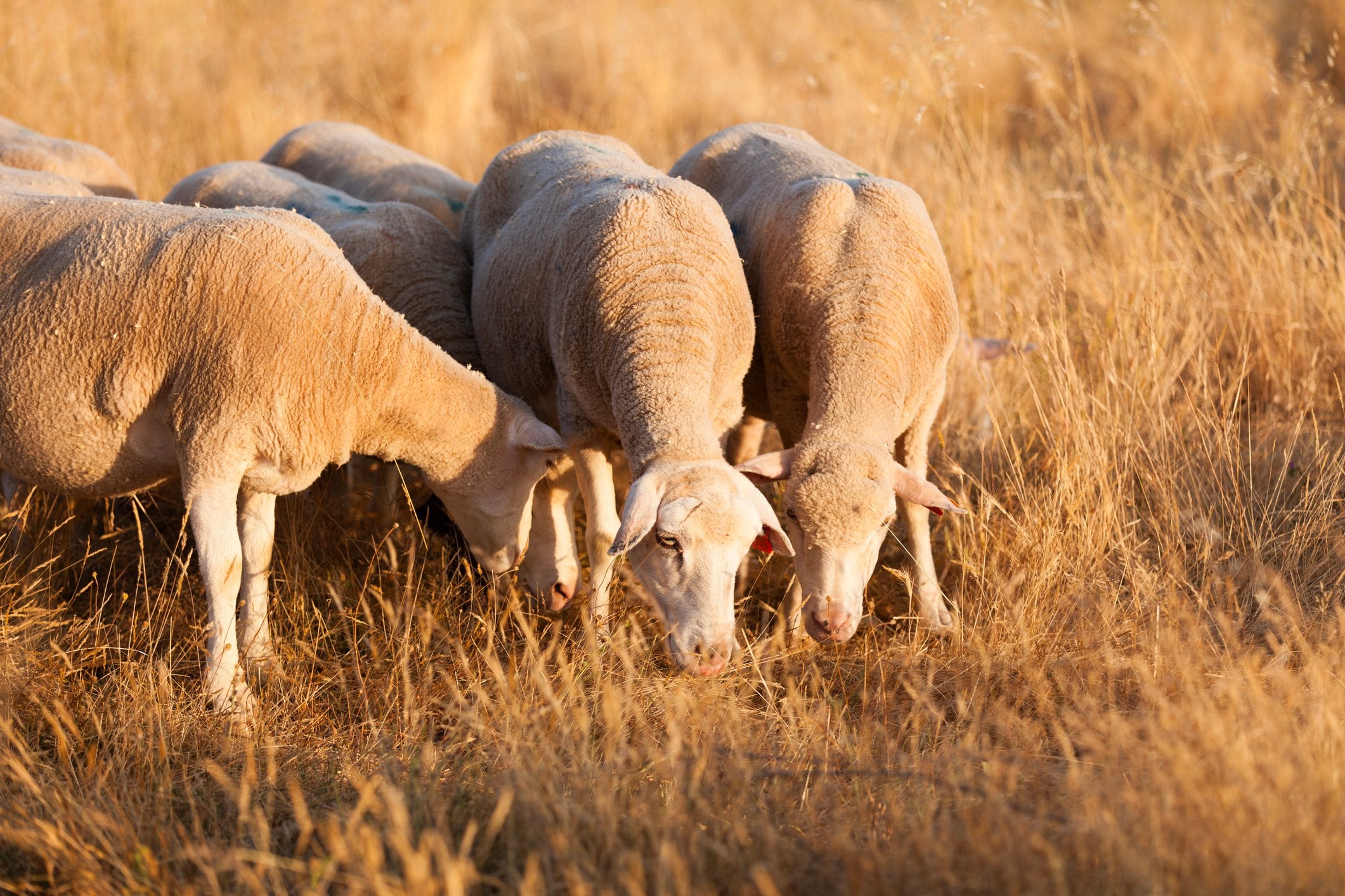 Damızlık Koyun Seçiminde Genetik Faktörler