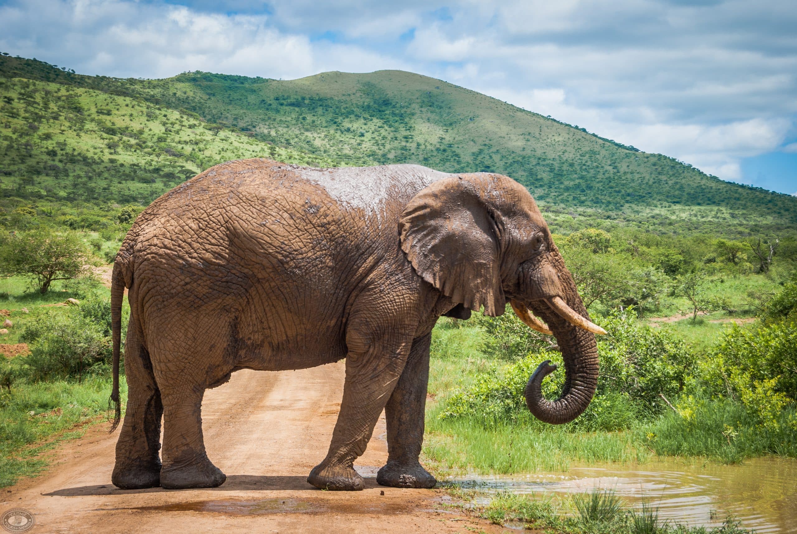 Hluhluwe-iMfolozi Big 5 Safari