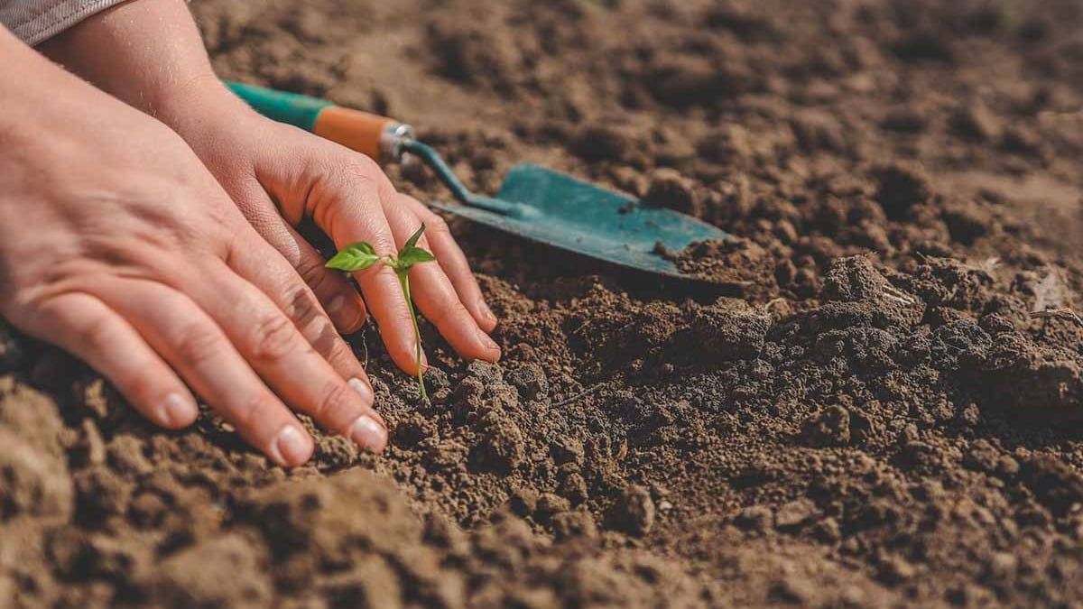 Mãos segurando terra com uma muda pequena