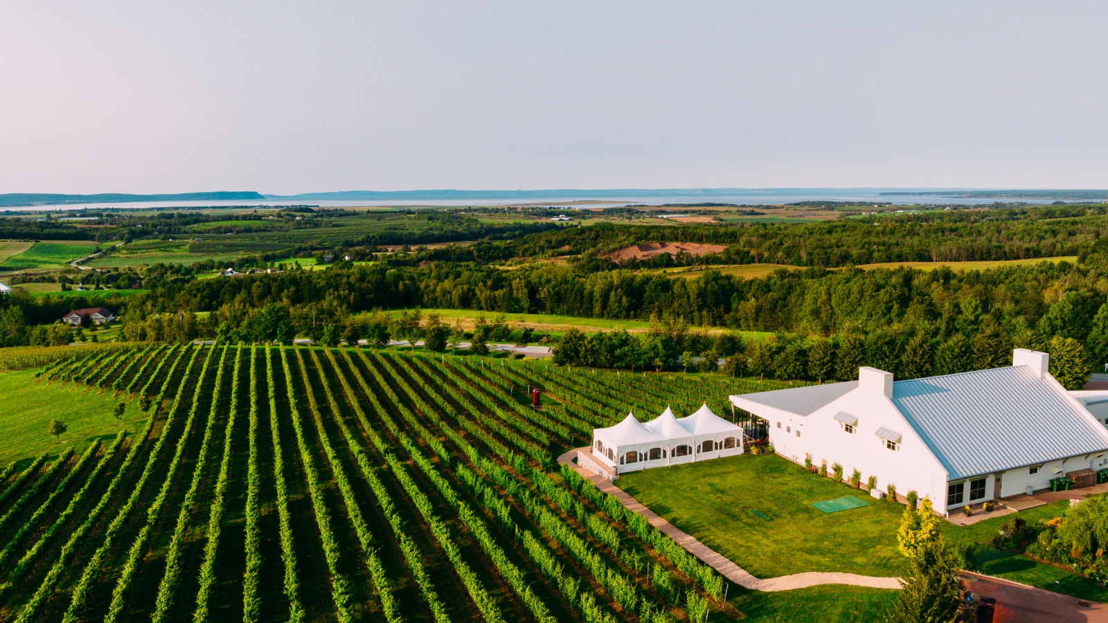 Petite Rivière Vineyards