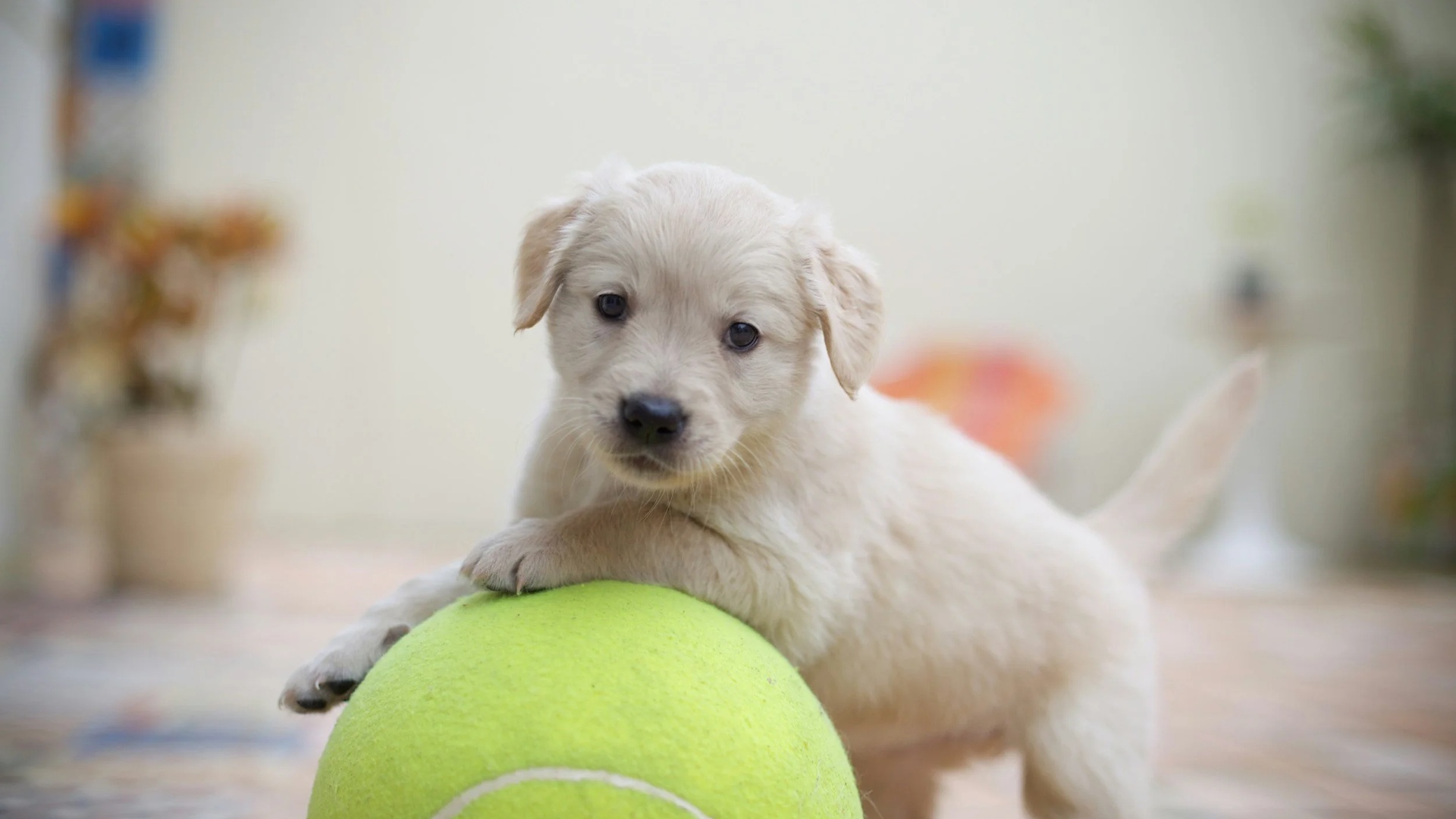 Puppy Socialisation: The Critical Window