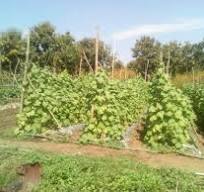 Otu Jeremy land after sale