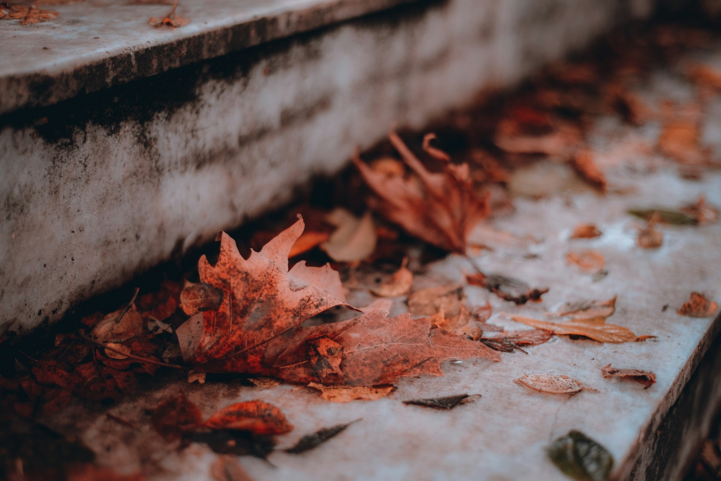 Leaves and debris sitting in a gutter