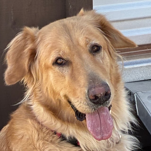Rescued pet