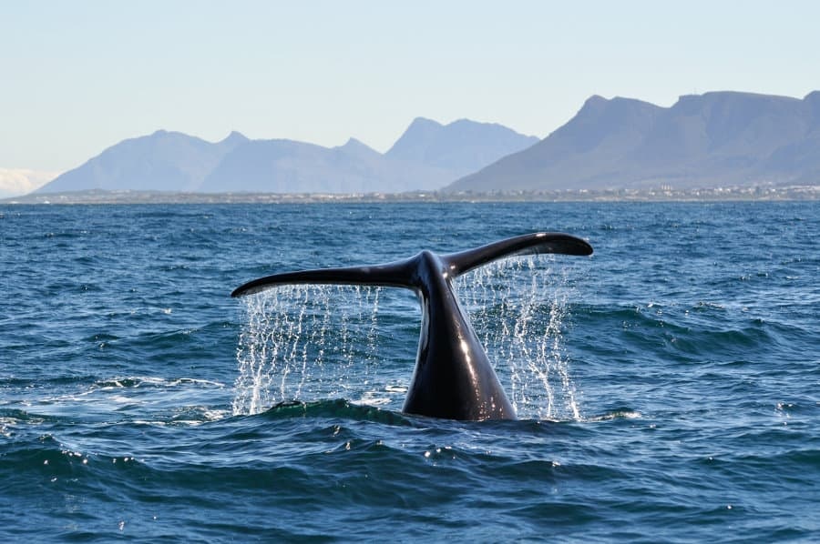 Hermanus Whale Watching Tour
