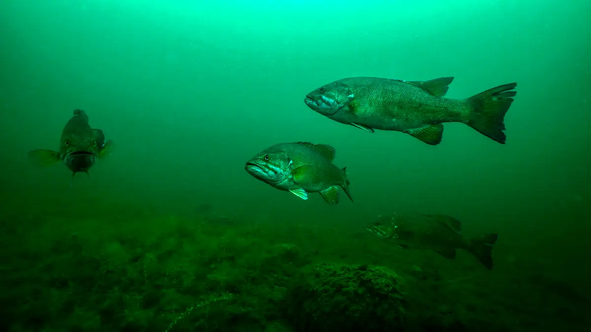 Smallmouth Bass photo