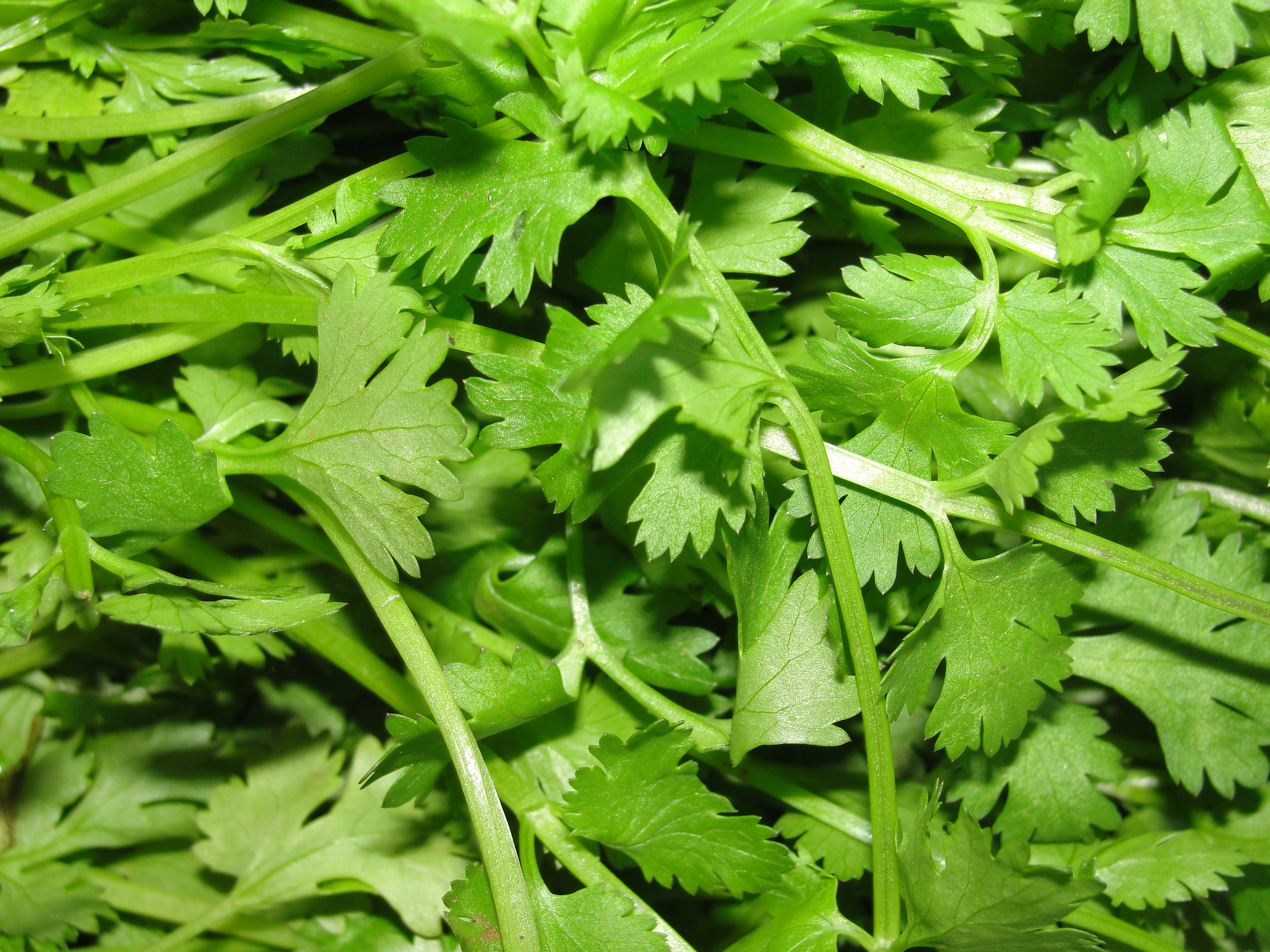 Cilantro — ingredient guide